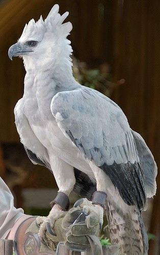 Photo:  Harpy Eagle 2